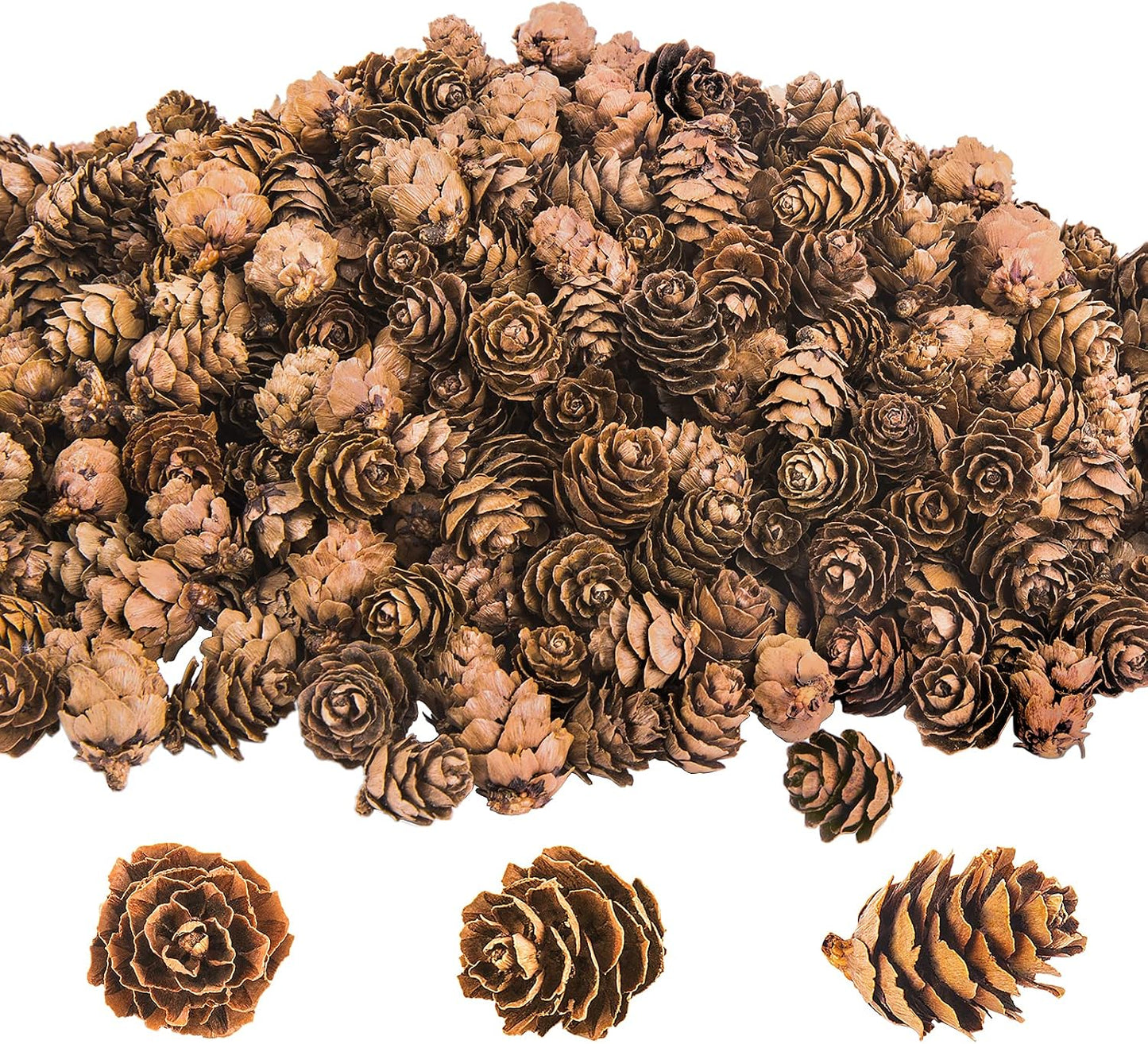 Mini Natural Pinecones – Pack of 50- Florals- The Celebration Co.