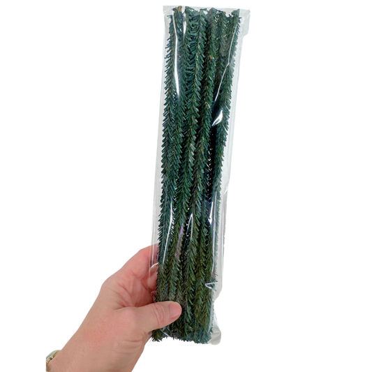 Pack of 12 Canadian Pencil Pine Wired Stems - 12" long